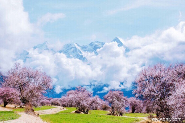 西藏林芝桃花節(jié)是什么時候