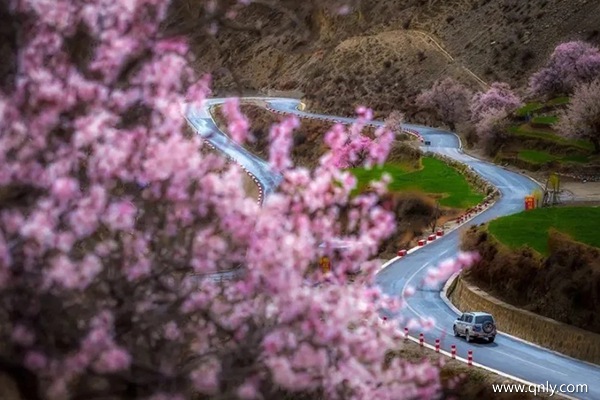 3月中旬林芝的桃花開了嗎