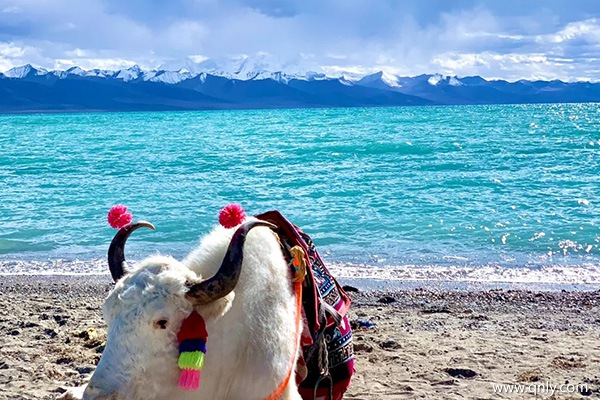成都去西藏旅游的費(fèi)用？